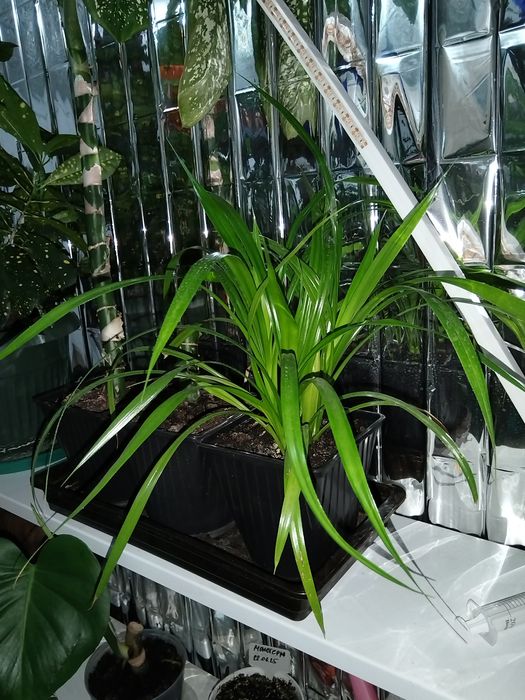 Комнатные растения