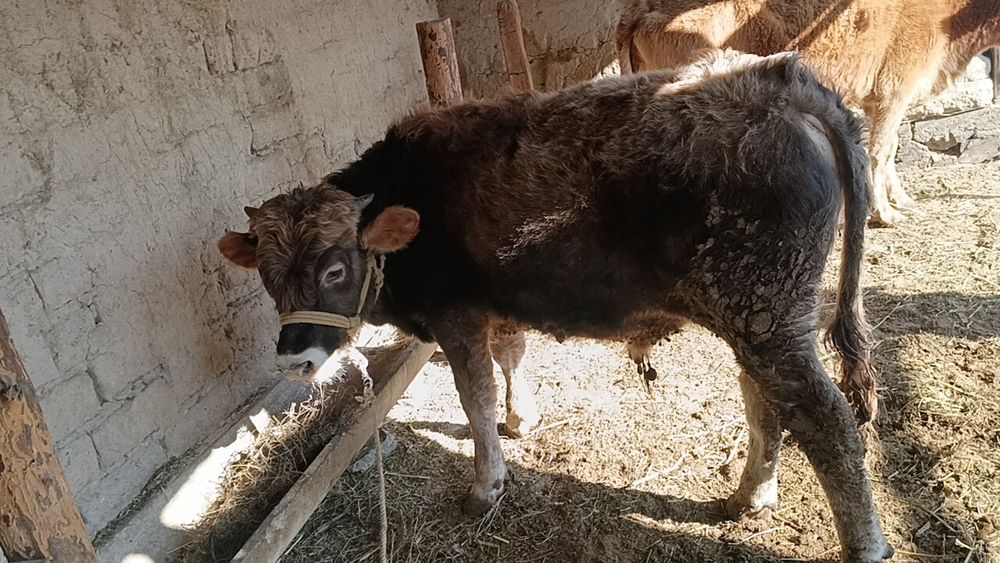 Үйде бидай жеп тұрған бучок