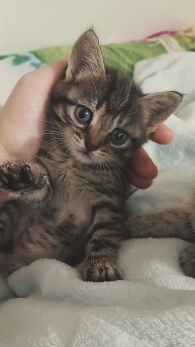 Отдам котят в добрые руки. Три котенка девочки