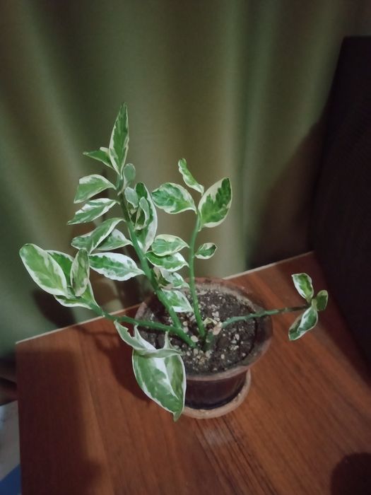 Комнатный цветок