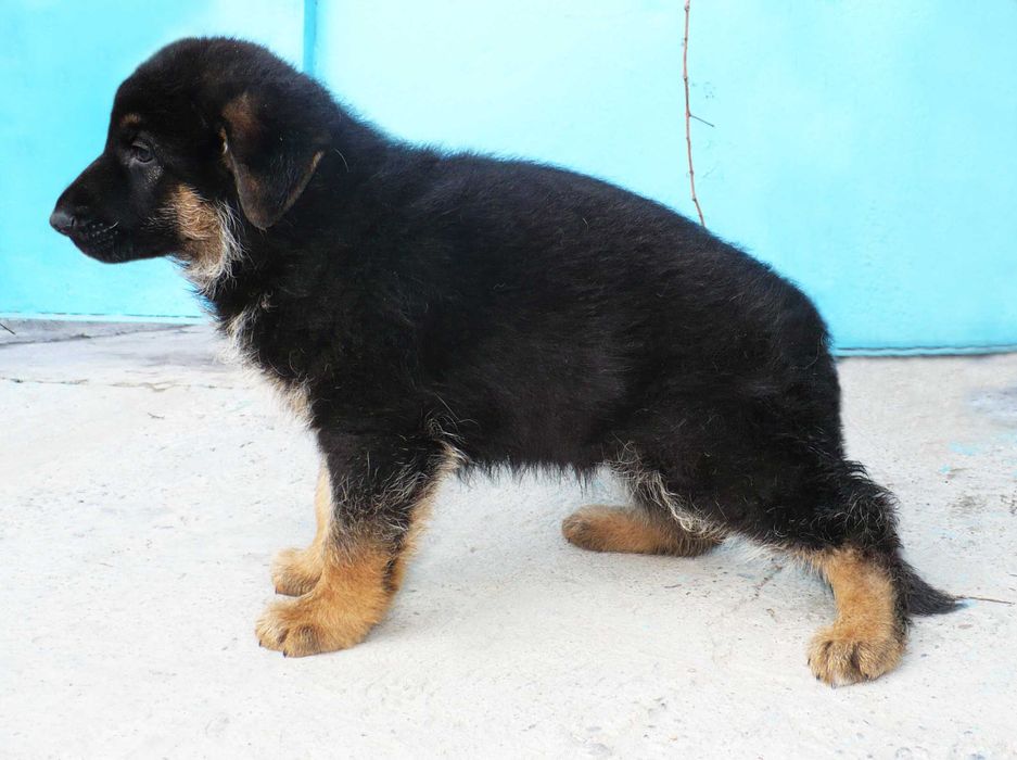 Щенок Немецкой Овчарки .  Кобель   с документами .