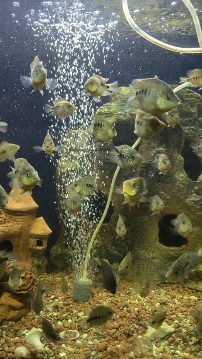 Бриллиантовая цыхлазома (рыба, аквариумные рыбы)