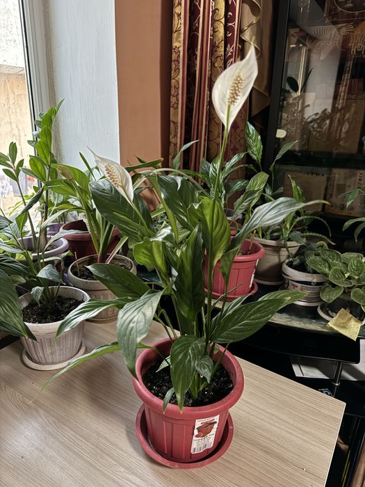 Женское счастье цветущее много