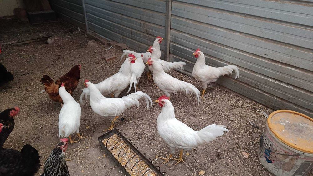 Cocoși albi Italieni (Leghorn)