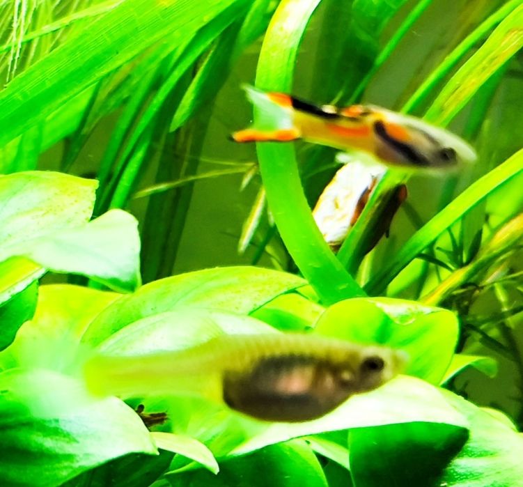 Endler guppy/ Endler/ Poecilia wingei - Black Bar