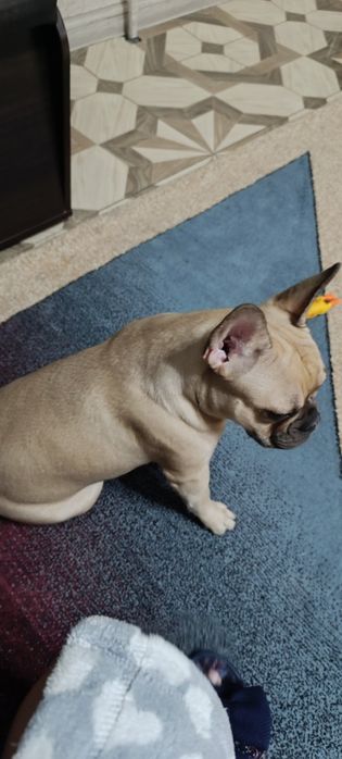 Девочка, французский бульдог