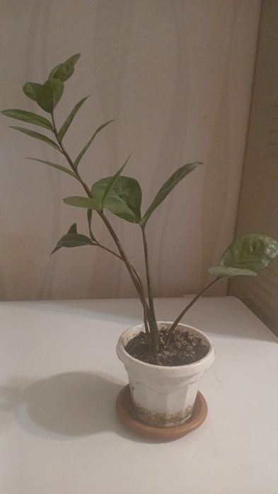 Замиокулькас (Долларовое дерево) в горшке