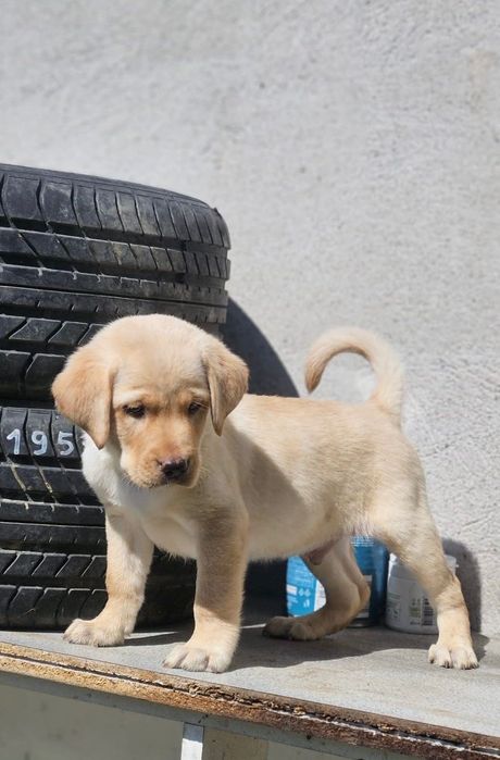 Labrador Retriever cu pedigree