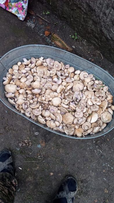 Продам грибы синеножки