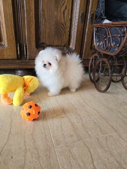 Мини Померан момче