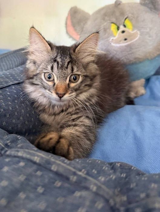 Котята в ответственные руки