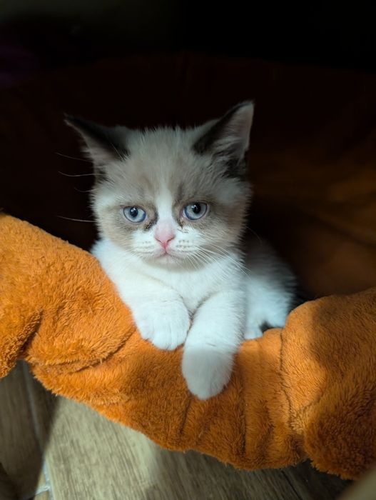 Motănel  British Shorthair Color Point