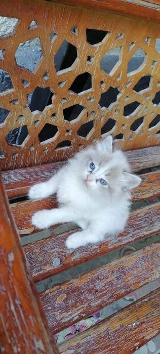 Продаются котята