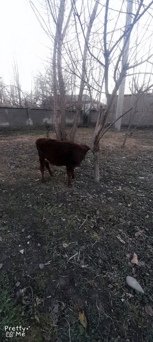 Gunojin sotladi soglom