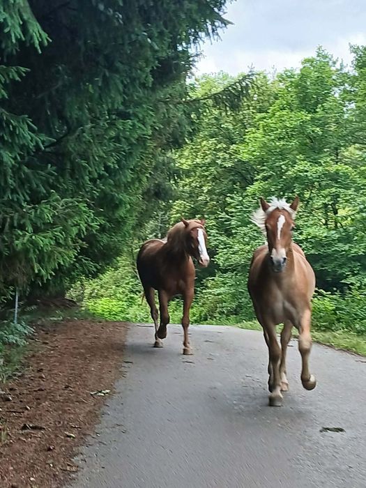 Vând mânză de doi ani și mânz  de 11 luni