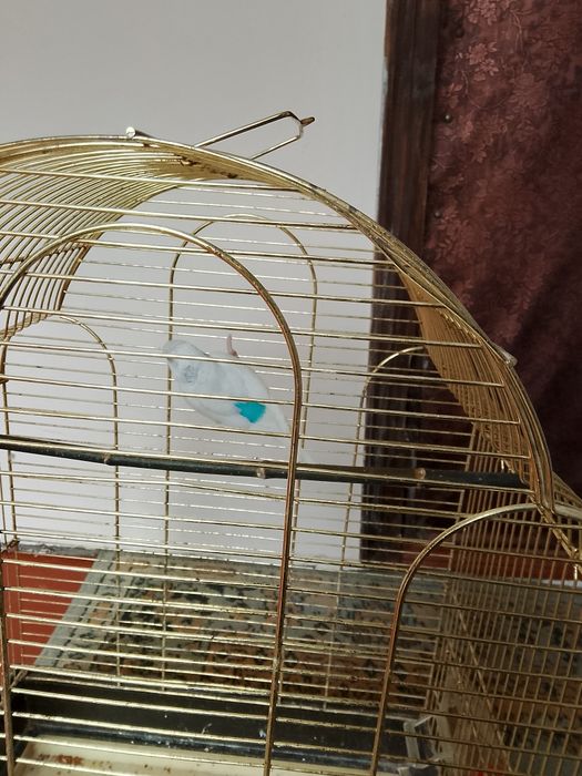 Папугаи волнистый .