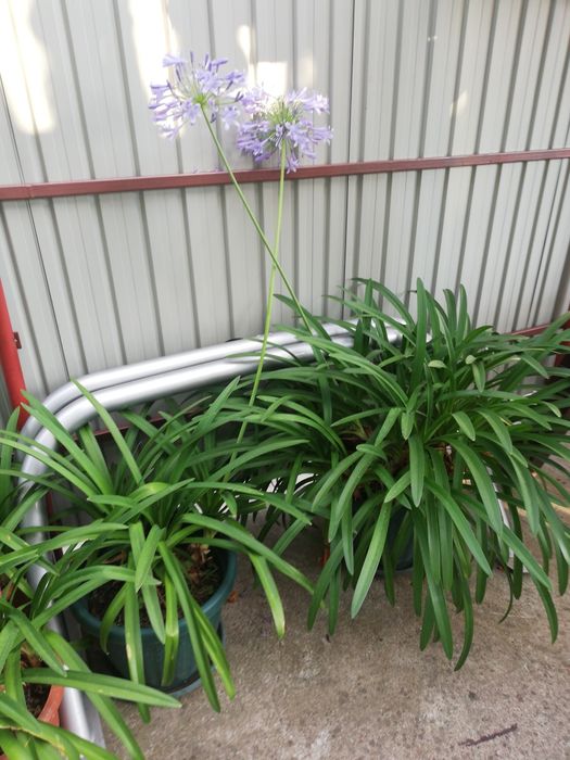 Crin african, Agapanthus (Lily of the Nile)