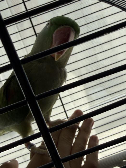 Pereche alexandrini prețul din anunț este fară cușcă acept schimburi cu alți papagali  sau alte animale de companie