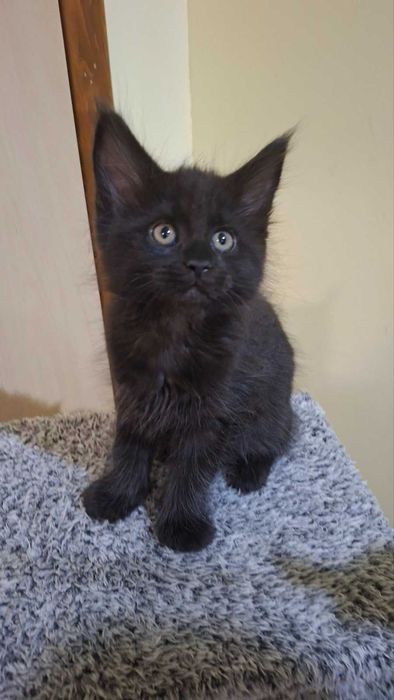 Мейн Кун котета