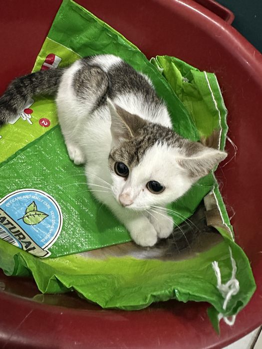 Котенок мальчик 3 месяца
