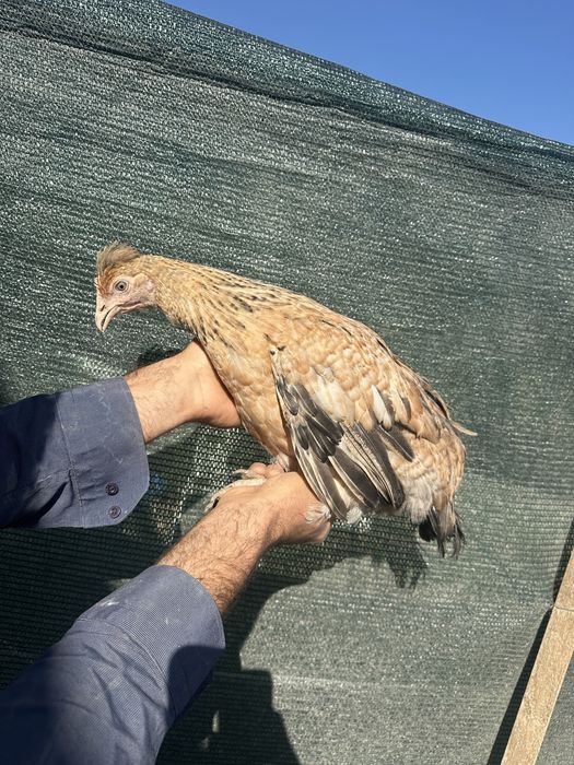 Куры несушки Доминант