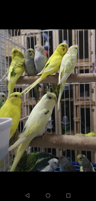 Peruși pui și adulți