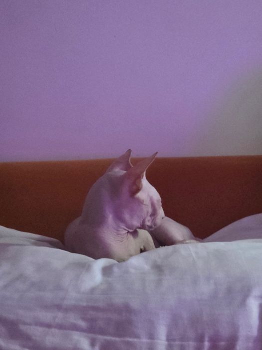 Сфинкс кошка
