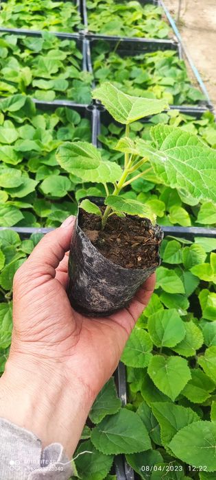 Pavloniya nihollari,  pavloniya FTE koʻchatlari