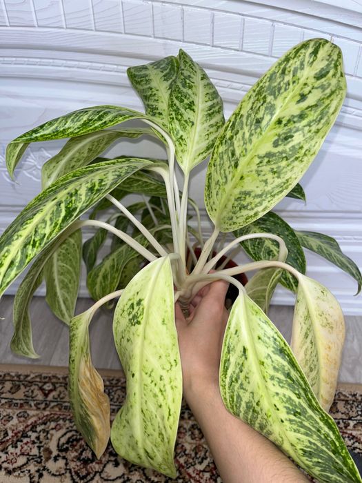 Аглаонема, драцена