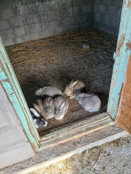 Продам кроликов .