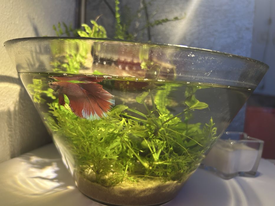 Acvariu-bol  ptr betta