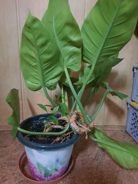 Продам Филодендрон