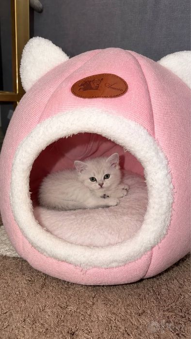 Продаются котята серебристой шиншиллы