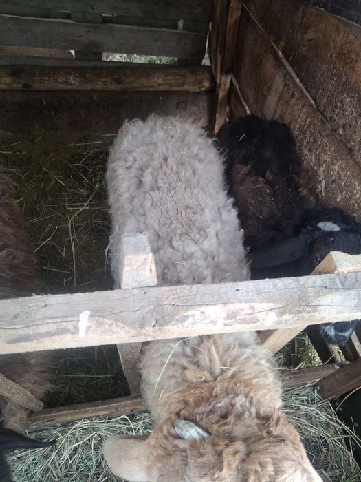 Продам тохтушек( кошкары )