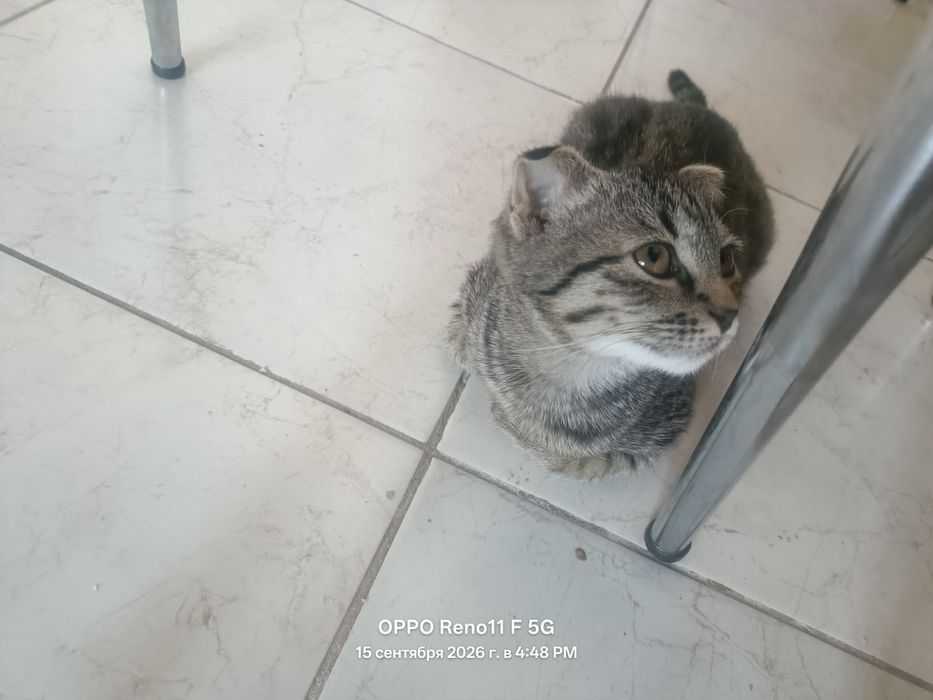 Веслаухи кот на продаже