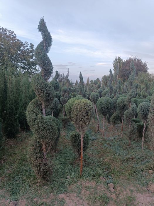 Galboy gepars spiral.