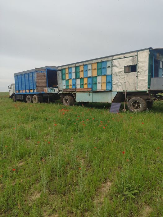 Продаю пчёл, семьями