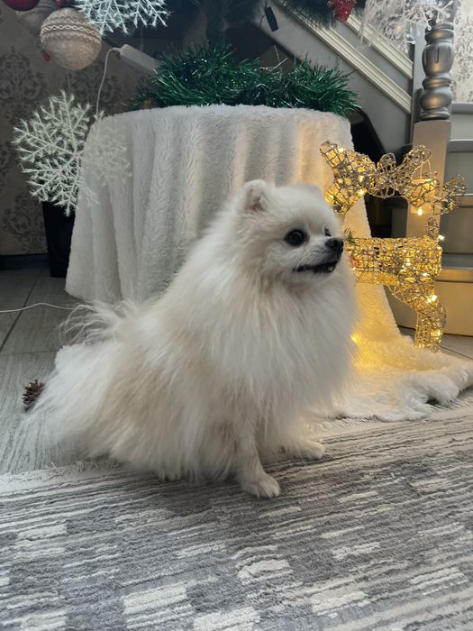 Вязка шпица