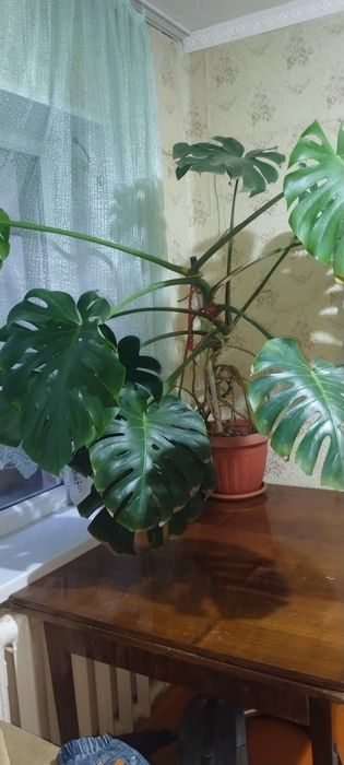 Продам монстеру.