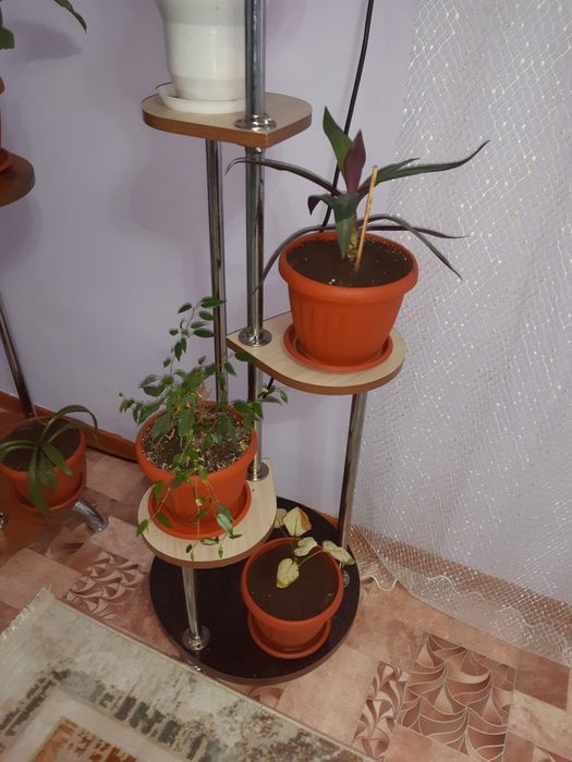 Продоюца цветы фиалки