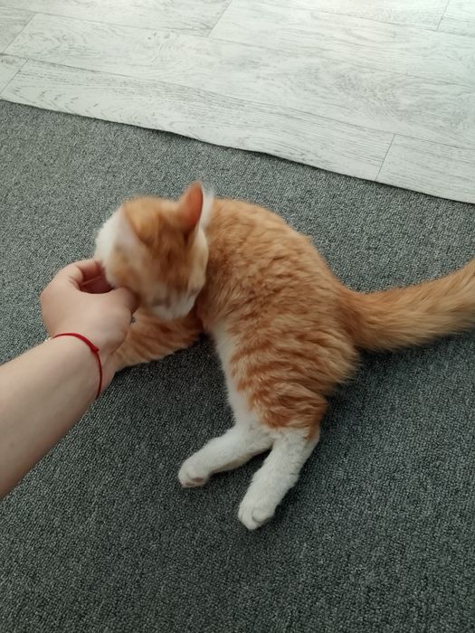 Отдам котенка в добрые руки