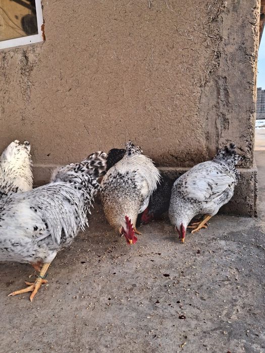 Қораздар сатылады