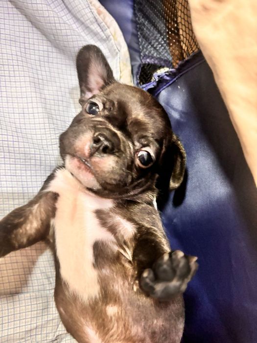 Продам щенков!!!