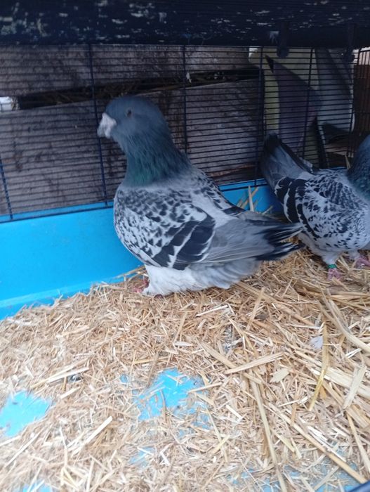 Vând standard  porubei