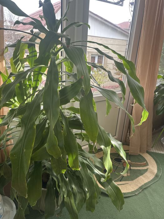 Для дома либо для офиса цветы