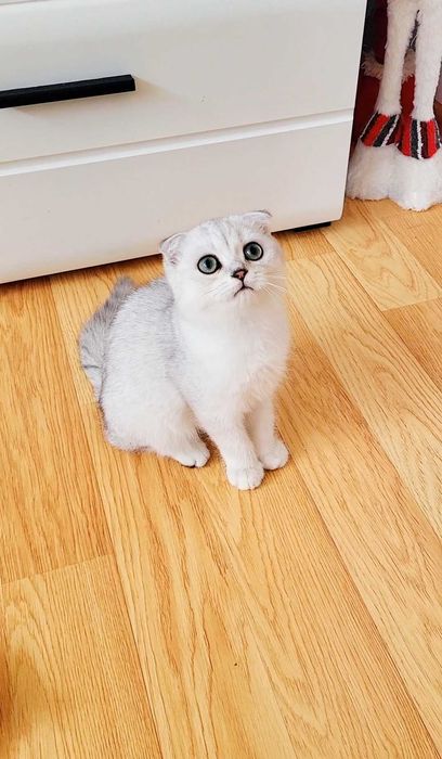 Baiat scottish fold cu pedigree