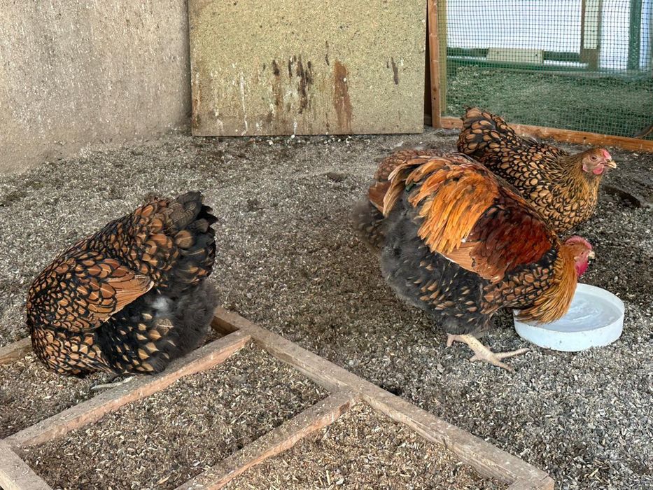 Виандот чёрное золото