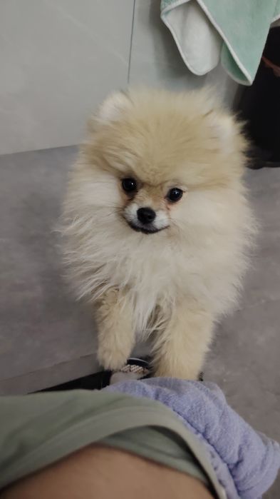 Шпиц, девочка 4-месяца