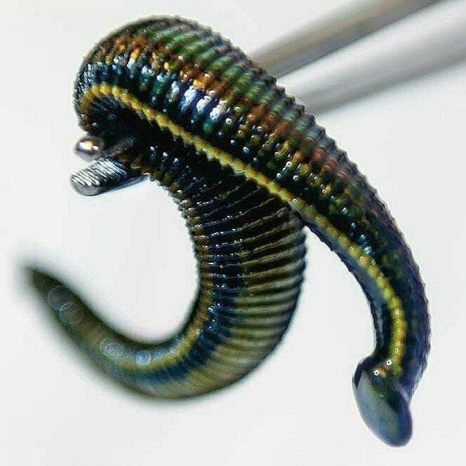 тиббий зулуклар медицинский пиявки гирудотерапия