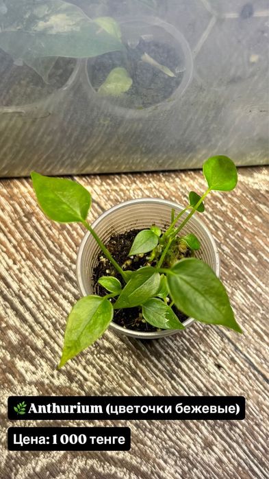 Алоказия Розовый дракон